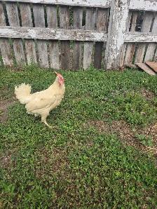 Bovan brown and white leghorn - Photo 3