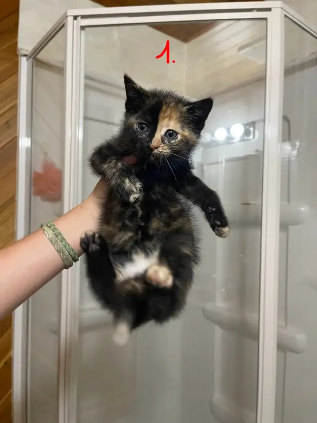 FEMALE KITTENS!