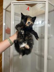FEMALE KITTENS!