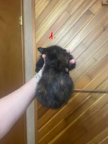 FEMALE KITTENS! - Photo 2