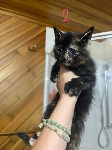 FEMALE KITTENS! - Photo 3