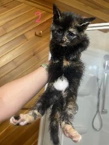 FEMALE KITTENS! - Photo 4