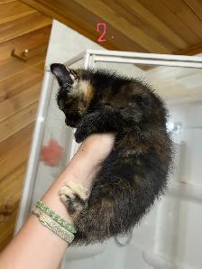 FEMALE KITTENS! - Photo 5