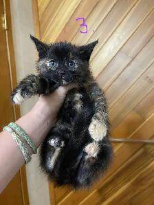 FEMALE KITTENS! - Photo 6