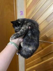 FEMALE KITTENS! - Photo 7