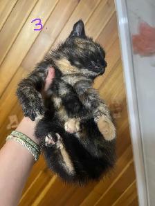 FEMALE KITTENS! - Photo 8