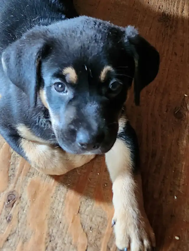 Rottweiler/Shepard Mix Puppies