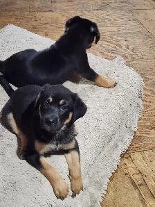 Rottweiler/Shepard Mix Puppies - Photo 2