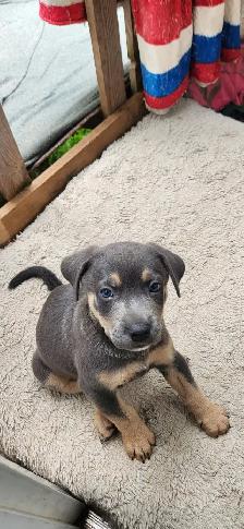 Rottweiler/Shepard Mix Puppies - Photo 3