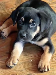 Rottweiler/Shepard Mix Puppies - Photo 4
