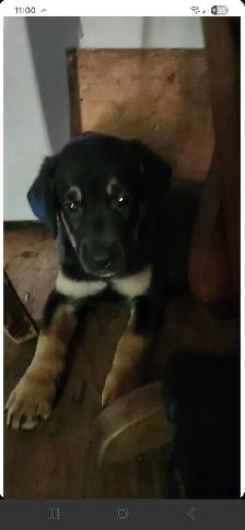 Rottweiler/Shepard Mix Puppies - Photo 5