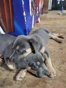 Rottweiler/Shepard Mix Puppies - Photo 6