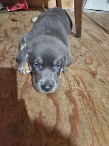 Rottweiler/Shepard Mix Puppies - Photo 7