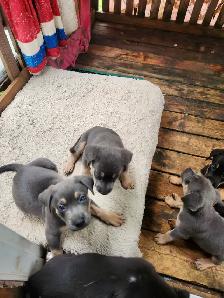 Rottweiler/Shepard Mix Puppies - Photo 8