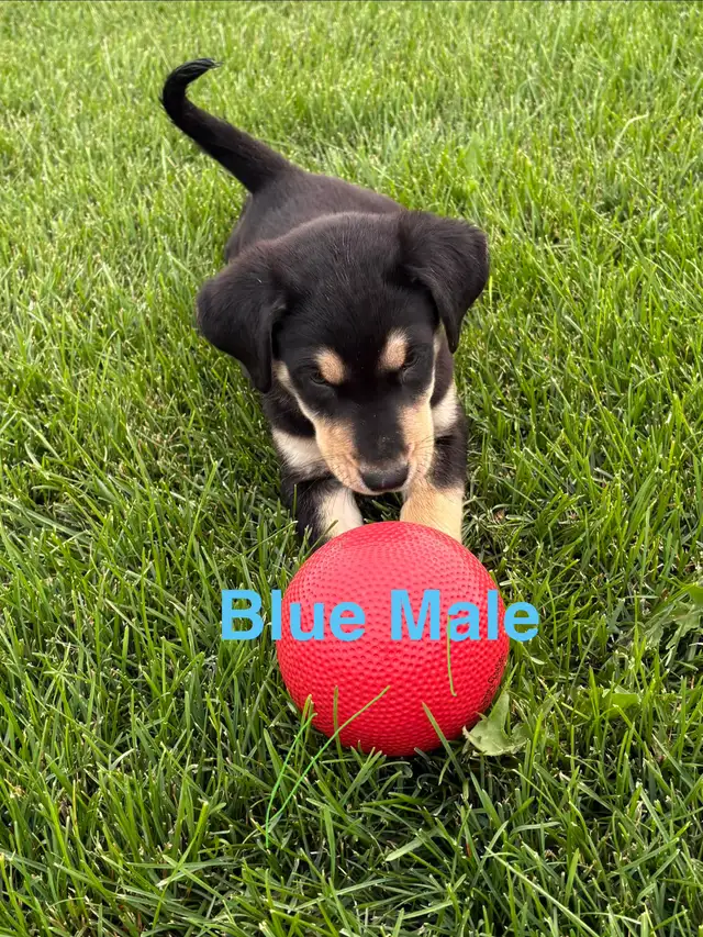 lab puppies