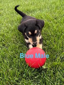 lab puppies