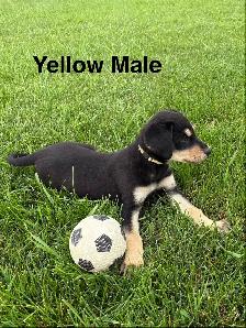 lab puppies - Photo 2
