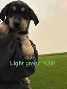 lab puppies - Photo 3