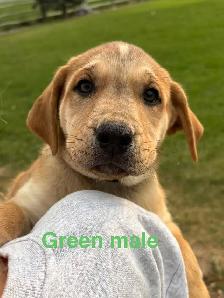 lab puppies - Photo 4