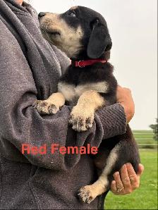 lab puppies - Photo 6