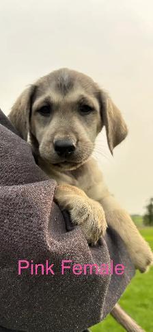 lab puppies - Photo 7