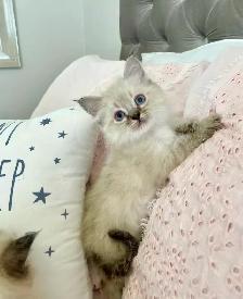 ❤️❤️Ragdoll/Siamese kittens   ❤️❤️(647) 362-8118
