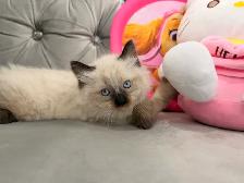 ❤️❤️Ragdoll/Siamese kittens   ❤️❤️(647) 362-8118 - Photo 2