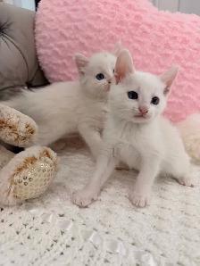 ❤️❤️Ragdoll/Siamese kittens   ❤️❤️(647) 362-8118 - Photo 3