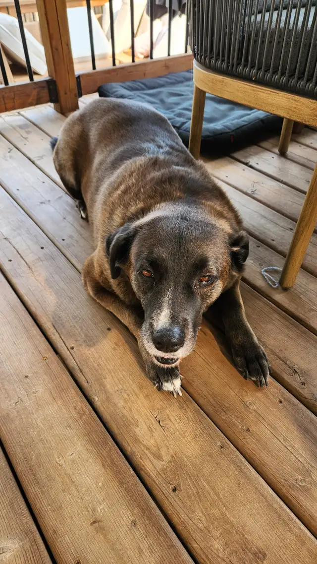 7-year-old Black Retriever, Looking for a Loving Home