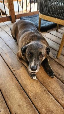7-year-old Black Retriever, Looking for a Loving Home