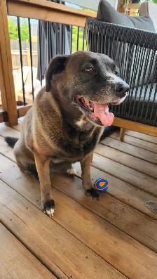 7-year-old Black Retriever, Looking for a Loving Home - Photo 2