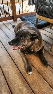 7-year-old Black Retriever, Looking for a Loving Home - Photo 3