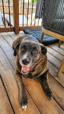 7-year-old Black Retriever, Looking for a Loving Home - Photo 4