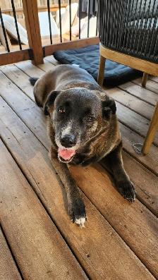 7-year-old Black Retriever, Looking for a Loving Home - Photo 5