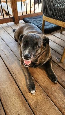 7-year-old Black Retriever, Looking for a Loving Home - Photo 6