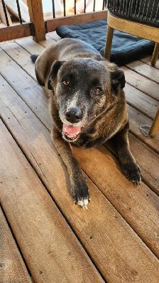 7-year-old Black Retriever, Looking for a Loving Home - Photo 7