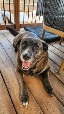 7-year-old Black Retriever, Looking for a Loving Home - Photo 8