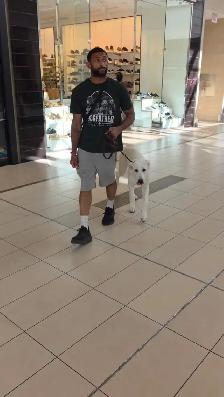 GTA Dog Boarding - Real Supervision, Not Just a Cage