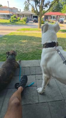 GTA Dog Boarding - Real Supervision, Not Just a Cage - Photo 3