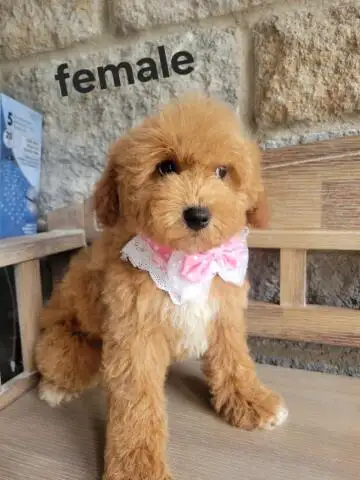 MINI F1B GOLDENDOODLE
