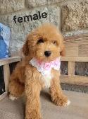 MINI F1B GOLDENDOODLE