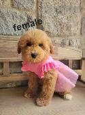 MINI F1B GOLDENDOODLE - Photo 2
