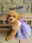MINI F1B GOLDENDOODLE - Photo 3