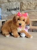 MINI F1B GOLDENDOODLE - Photo 4