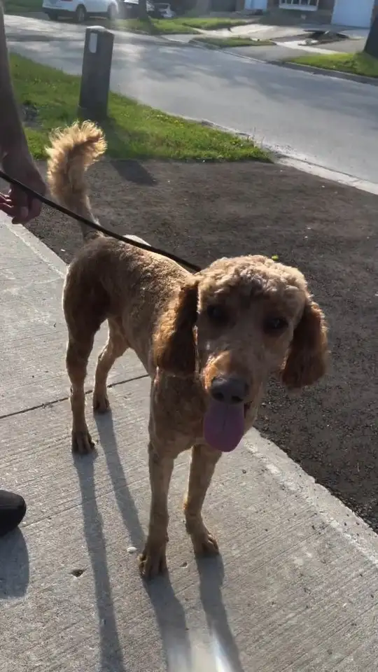 Same-Week Dog Daycare & Boarding Spots - North York