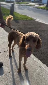 Same-Week Dog Daycare & Boarding Spots - North York