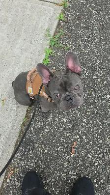 Same-Week Dog Daycare & Boarding Spots - North York - Photo 3