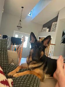 Looking to breed male German shepherd