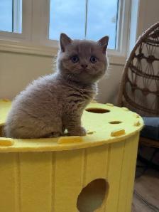 Purebreed British shorthair male kitten for sale - Photo 5