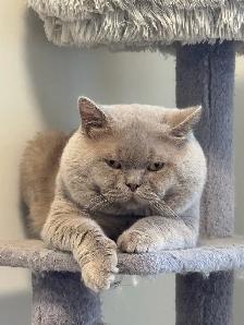 Purebreed British shorthair male kitten for sale - Photo 6